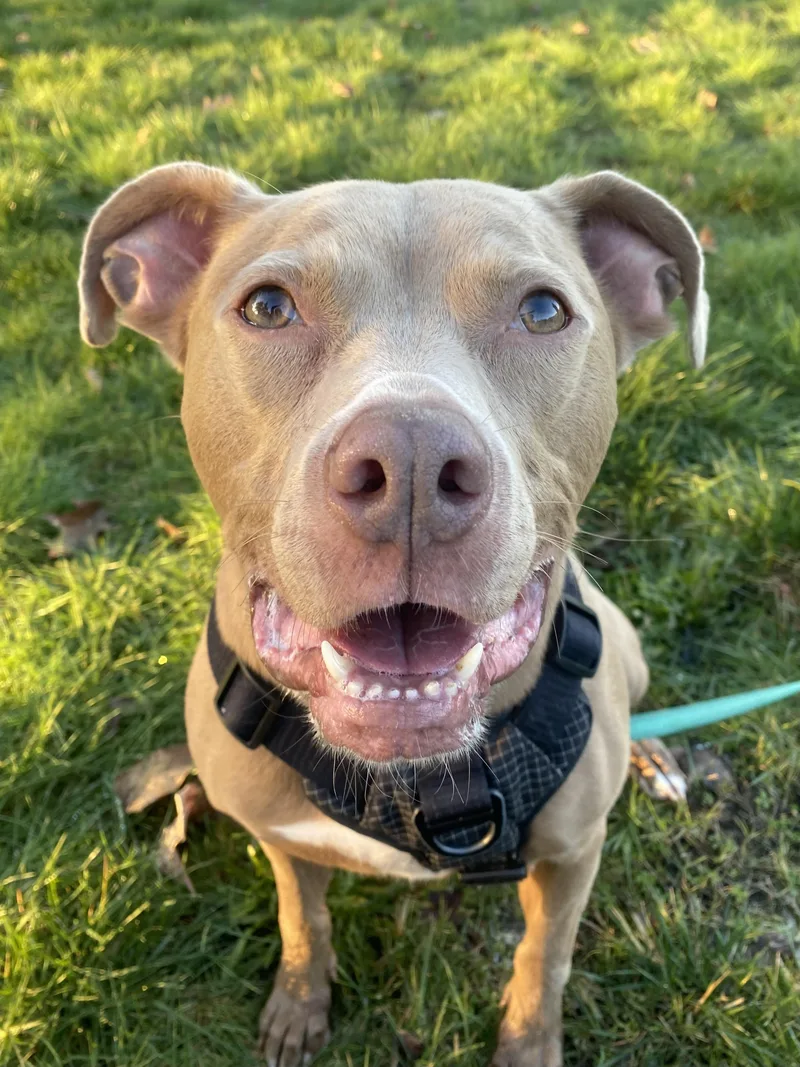 An adult large-sized male Mixed Breed dog named Grover for adoption in Auburn, WA