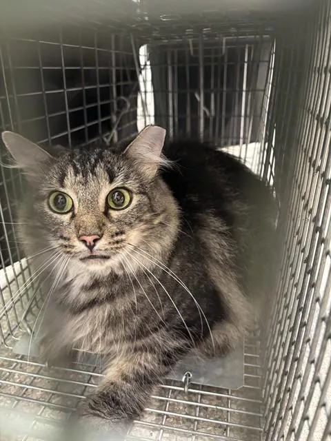 A young large-sized male Domestic Long Hair cat named Blake for adoption in Louisville, KY