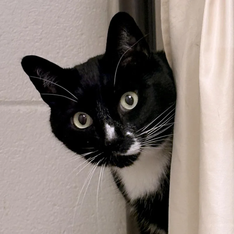 Figaro