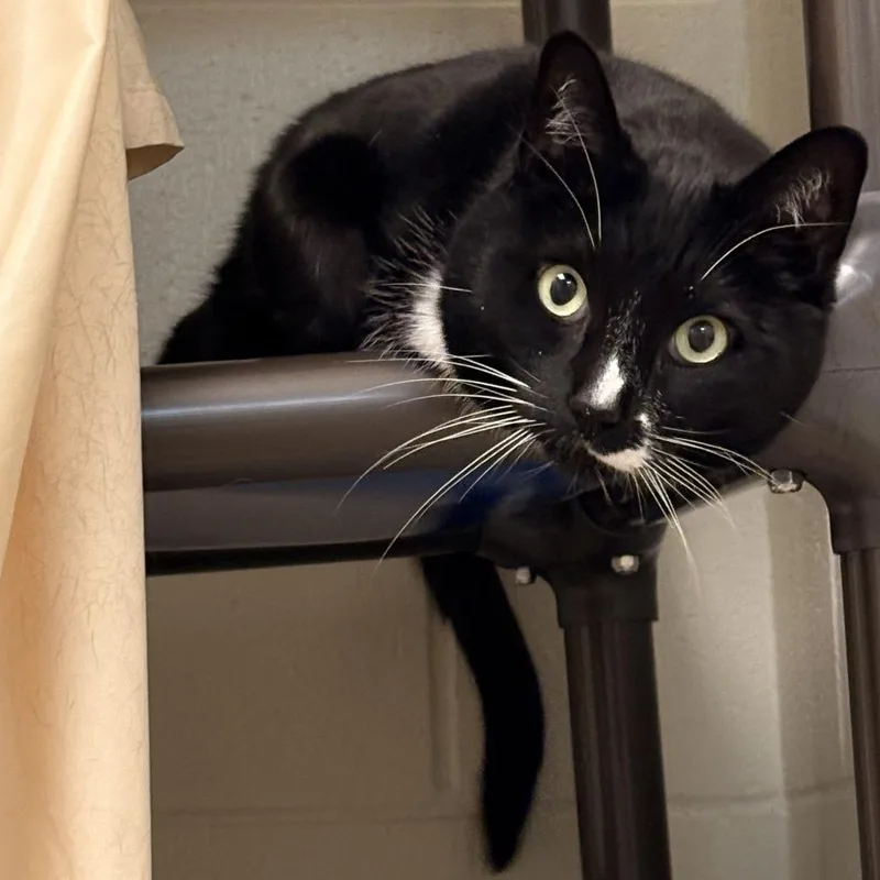 Figaro thumbnail 2
