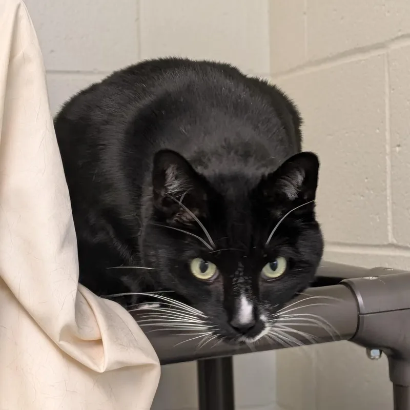 Figaro thumbnail 3