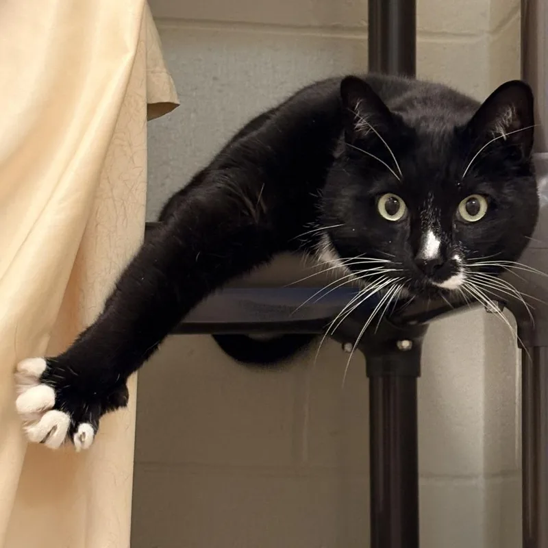 Figaro thumbnail 4