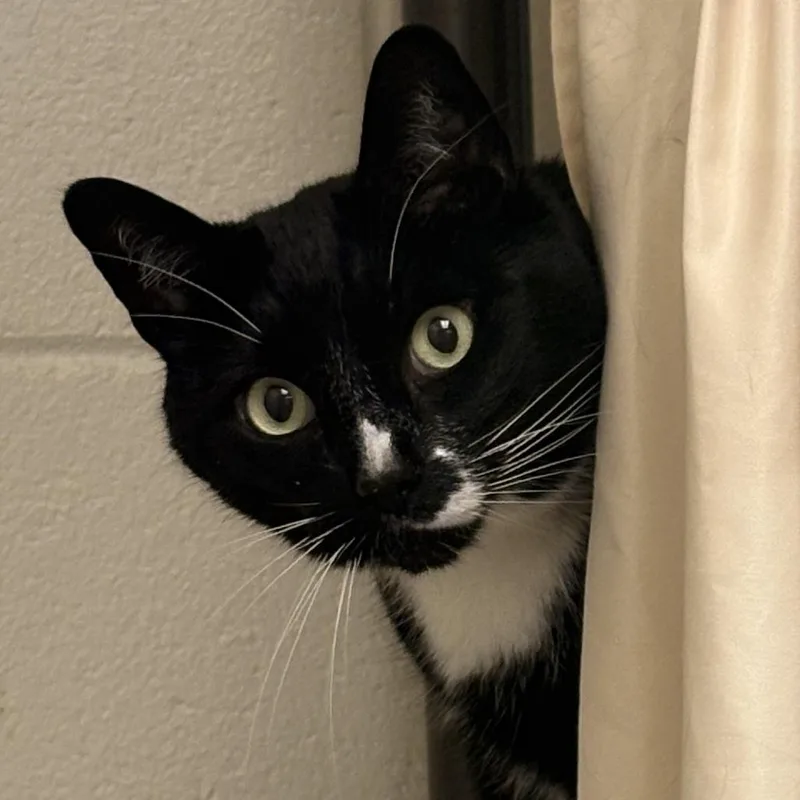 Figaro thumbnail 5