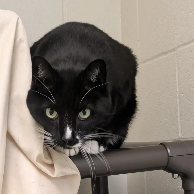 Figaro thumbnail 6