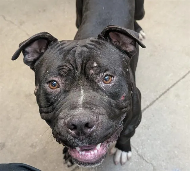 A young medium-sized male Pit Bull Terrier dog named Quil for adoption in Tucson, AZ