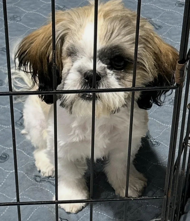 A baby small-sized male Brindle Shih Tzu dog named Slim shady. Just a for adoption in Antwerp, OH