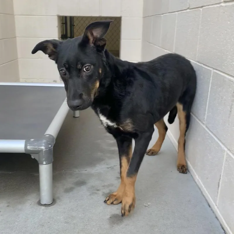 A young small-sized female Rottweiler dog named Athena for adoption in Reno, NV