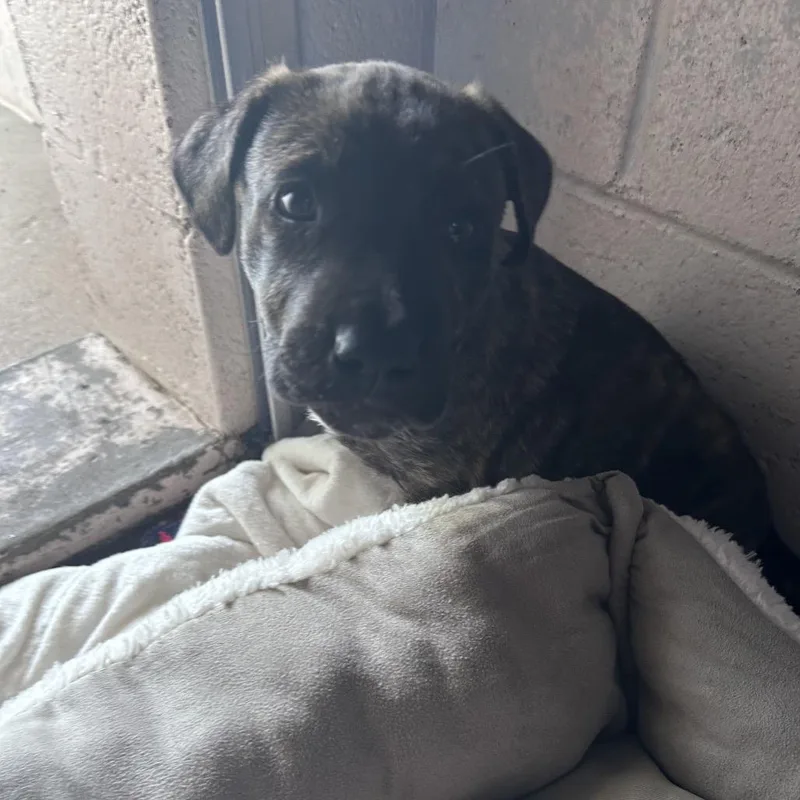 A baby small-sized male Brindle Mixed Breed dog named Tony for adoption in Summerville, SC
