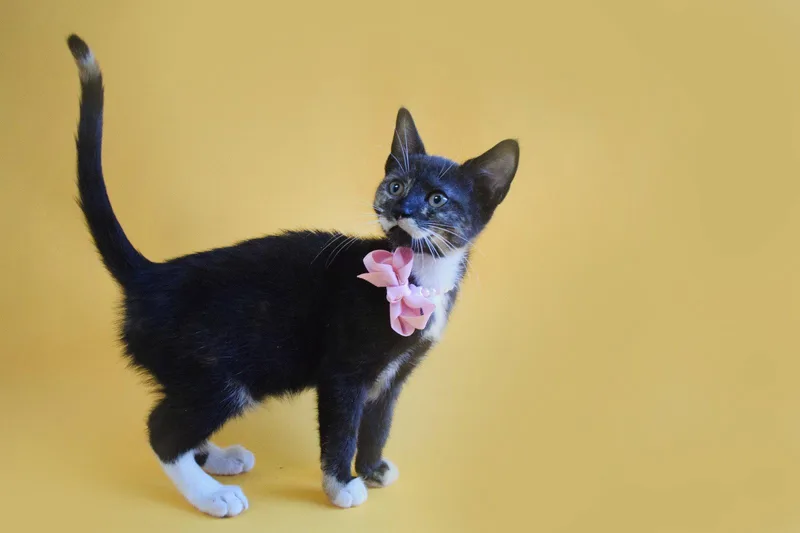 A baby medium-sized female Domestic Short Hair cat named Melissa for adoption in Margate, FL