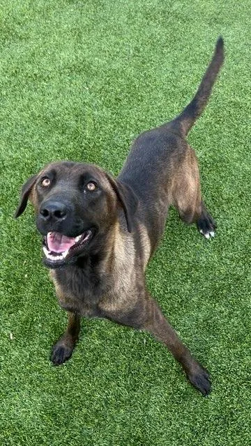 A young large-sized female German Shepherd Dog dog named Candy for adoption in Richland Hills, TX