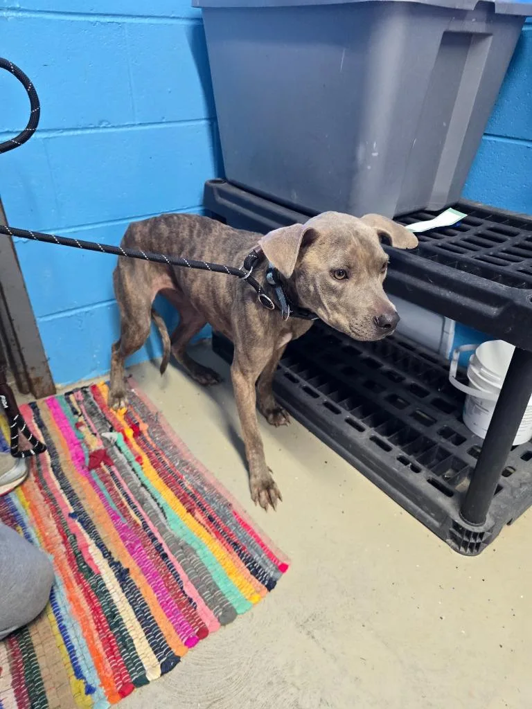 A young medium-sized female Pit Bull Terrier dog named Coraline for adoption in Camden, TN