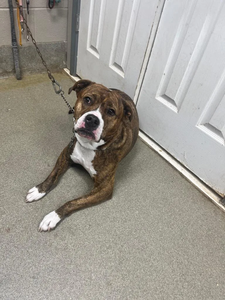 An adult large-sized female Bullmastiff dog named Nirvanna for adoption in Hopkinsville, KY