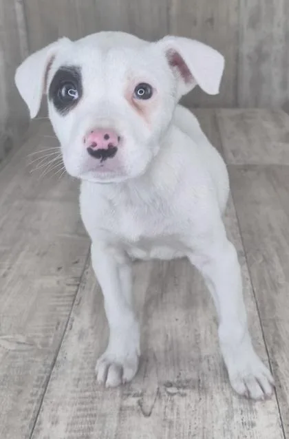 An adult small-sized female Terrier dog named Kix for adoption in Shreveport, LA