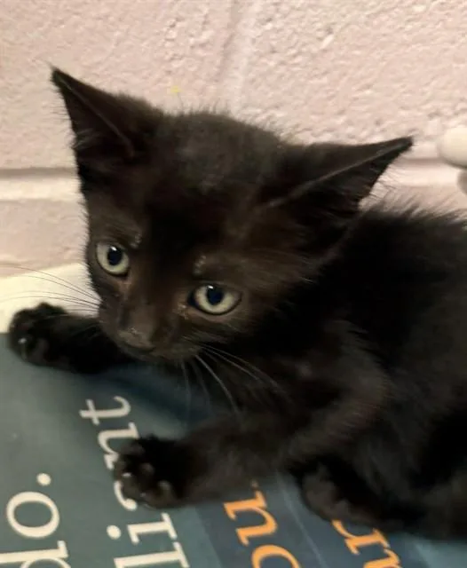 A baby small-sized male Domestic Short Hair cat named Fang for adoption in Jacksonville, FL