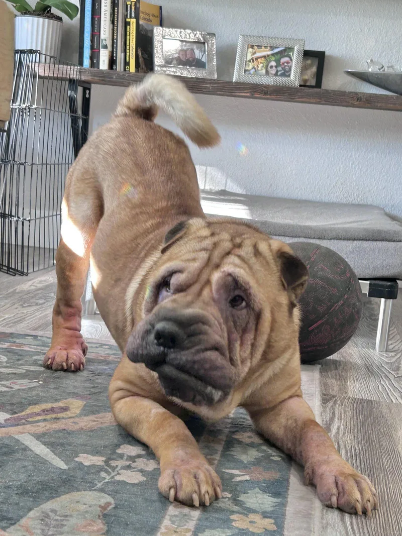 Yoshi