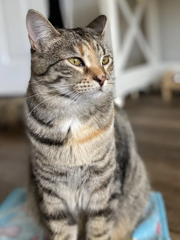 A young medium-sized female Domestic Short Hair cat named Aquamarine for adoption in Dallas, TX