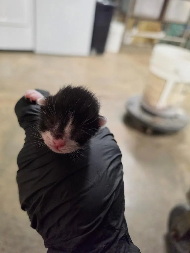 A baby medium-sized male Domestic Short Hair cat named Gladiator for adoption in Rockport, TX
