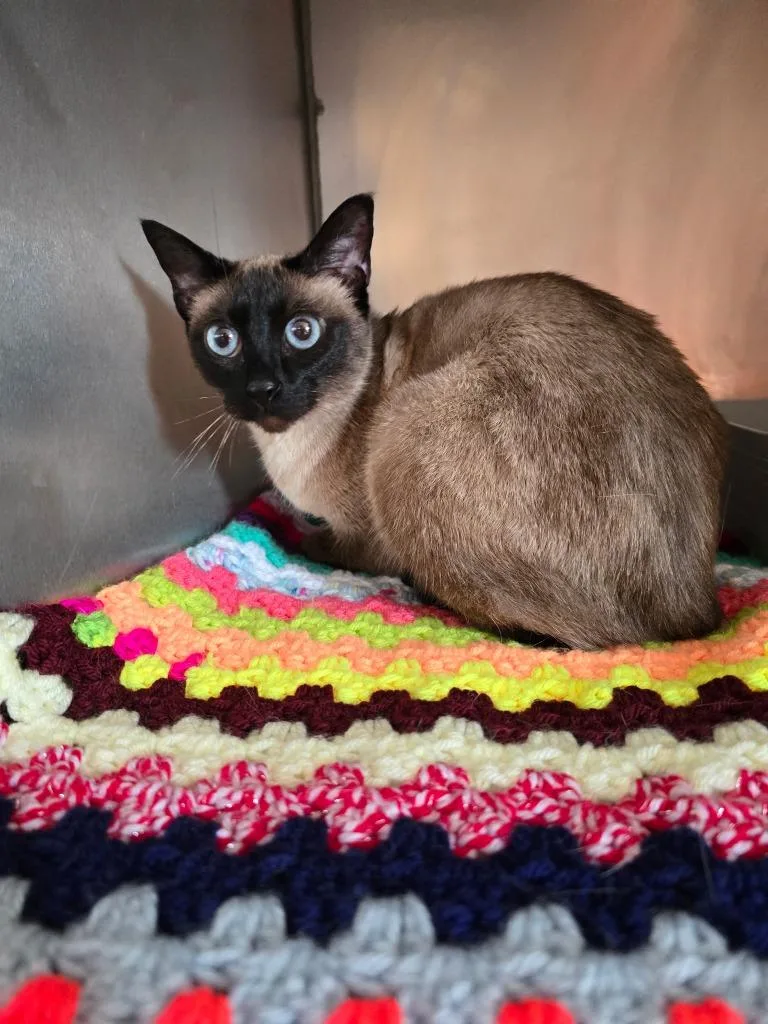 A senior small-sized female Siamese cat named Kat for adoption in Pine Grove, PA