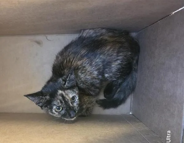 A baby small-sized female Domestic Short Hair cat named Freya for adoption in San Antonio, TX