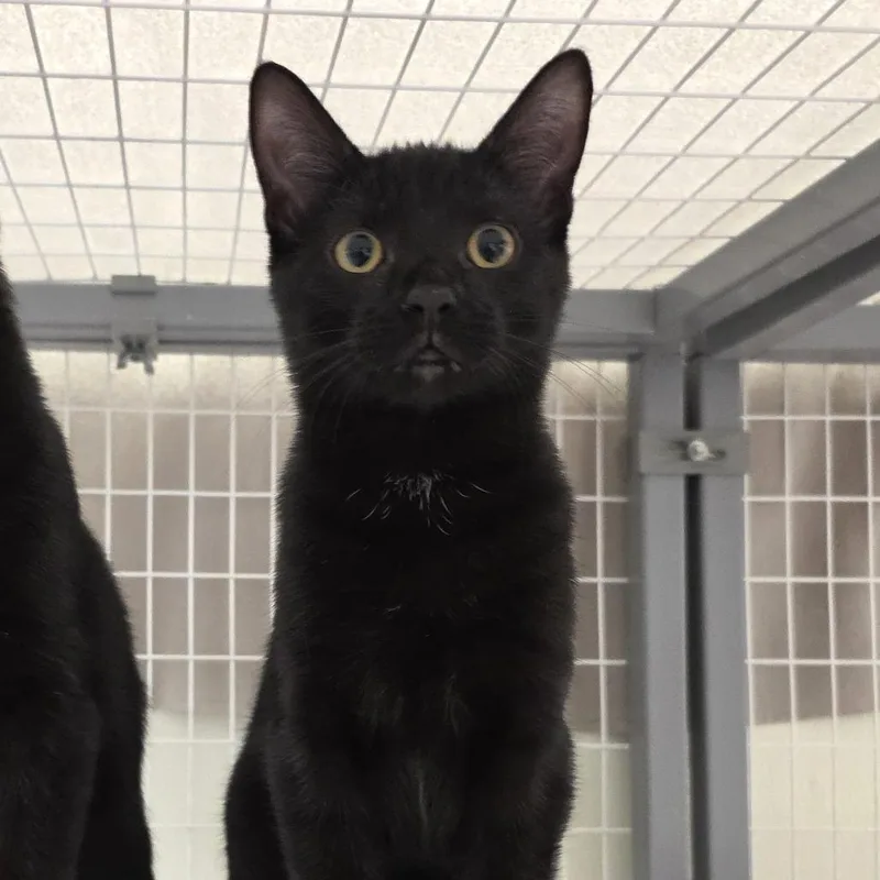 A baby medium-sized female Black Domestic Short Hair cat named Dana for adoption in Oshkosh, WI