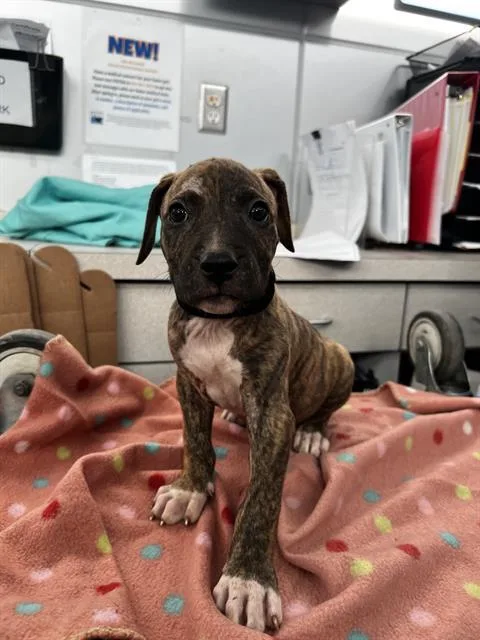 A baby large-sized male Mixed Breed dog named Ranger for adoption in Dallas, TX