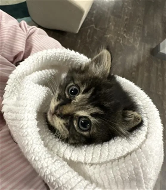 A baby medium-sized female Domestic Short Hair cat named Suki for adoption in Dallas, TX