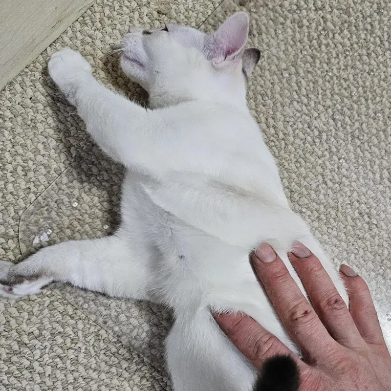 Beignet thumbnail 5