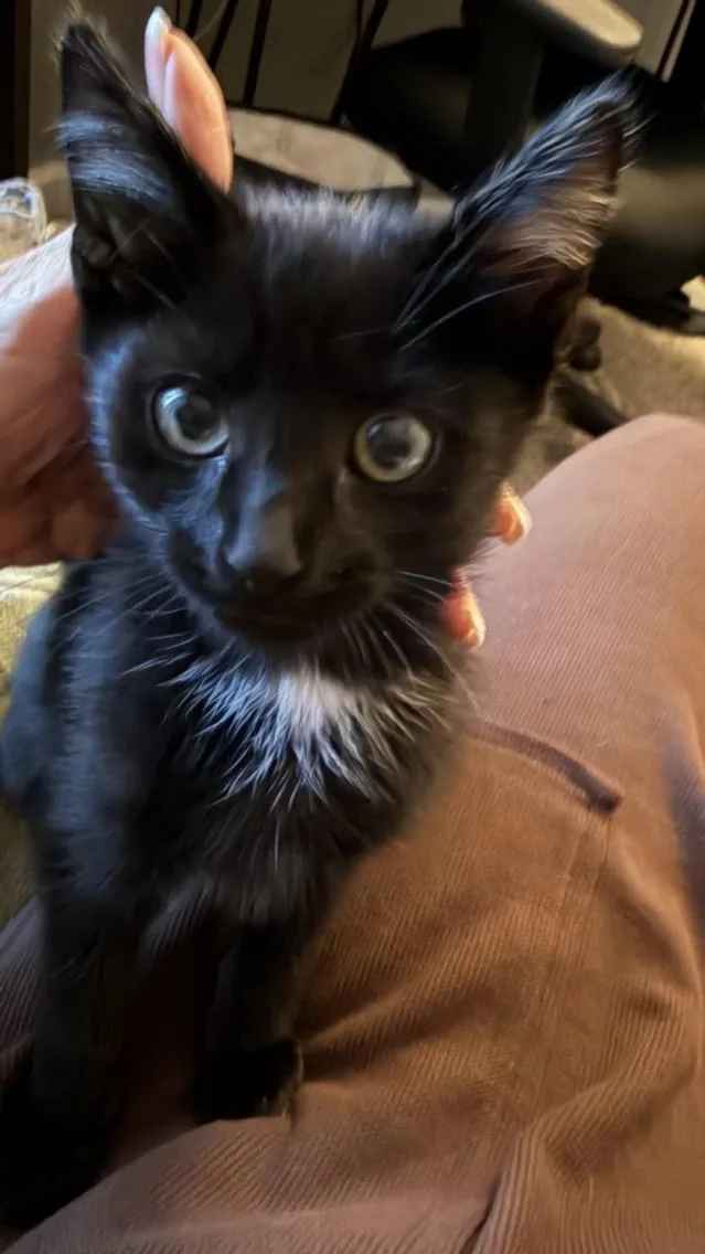 A baby small-sized male Domestic Short Hair cat named Jasper for adoption in Burbank, CA