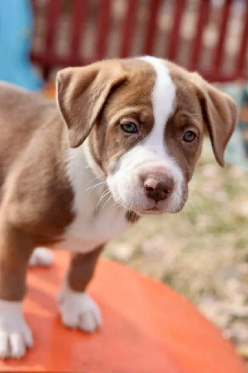 A young medium-sized male American Staffordshire Terrier dog named Ragnar for adoption in Duluth, MN