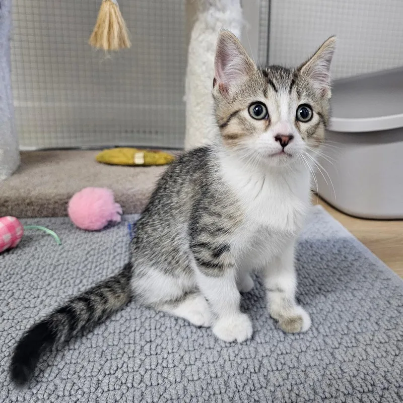 A baby medium-sized male Tabby (Brown / Chocolate) Domestic Short Hair cat named Harvard for adoption in Toledo, OH