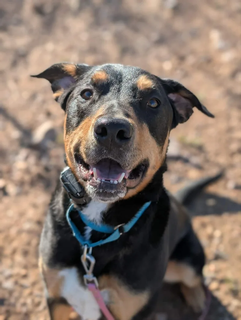 An adult medium-sized male Bicolor German Shepherd Dog dog named Maxx for adoption in Santaquin, UT