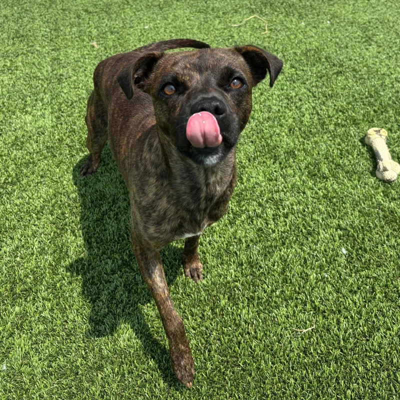 Snickers thumbnail 2