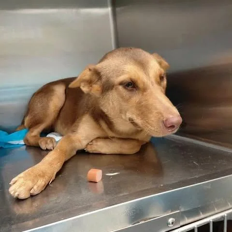A young medium-sized female Shepherd dog named Annie for adoption in Bastrop, TX
