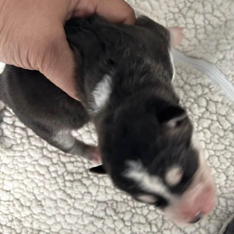 A baby small-sized male Black Husky dog named Yash for adoption in Hawthorne, CA