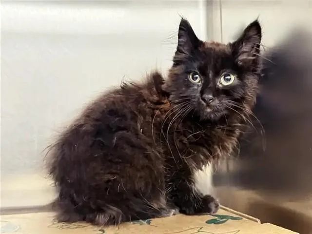 A baby small-sized male Domestic Long Hair cat named Olive for adoption in Saint Louis, MO