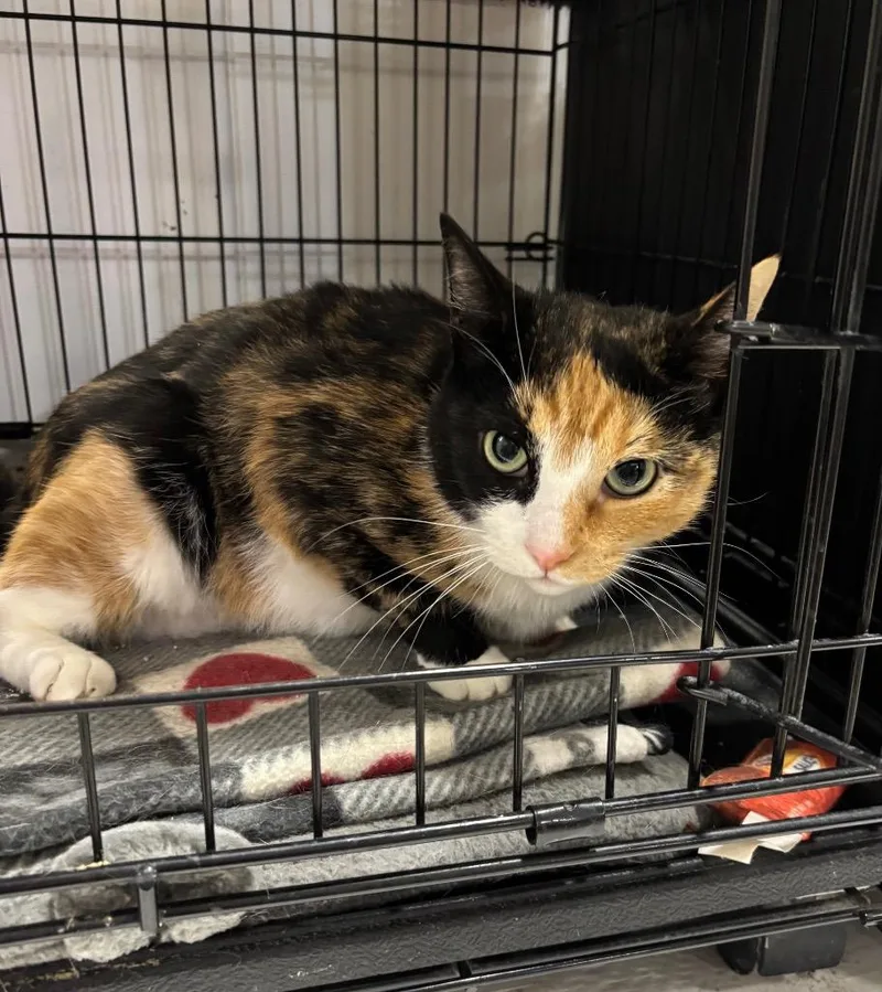 A young medium-sized female Domestic Short Hair cat named Sriracha for adoption in Lancaster, PA