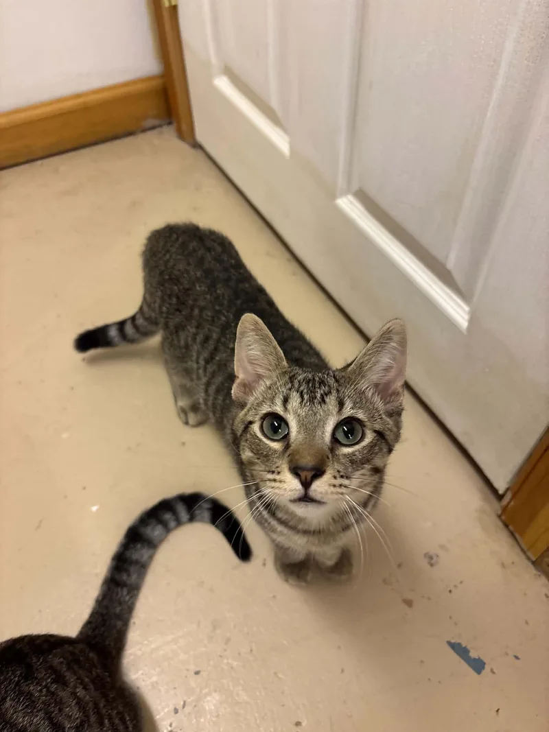 A baby medium-sized male Domestic Short Hair cat named Wasabi for adoption in Stewartsville, NJ