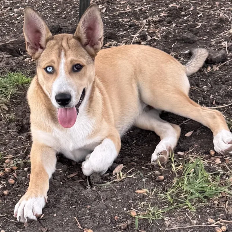 A baby medium-sized male Siberian Husky dog named Leif for adoption in Krum, TX