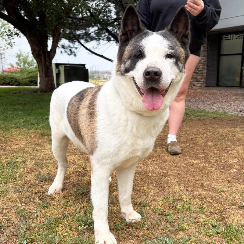 An adult large-sized female White / Cream Akita dog named Mama Kiera for adoption in Parker, CO