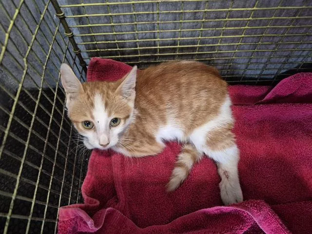 A baby small-sized female Domestic Short Hair cat named Sherry for adoption in San Antonio, TX