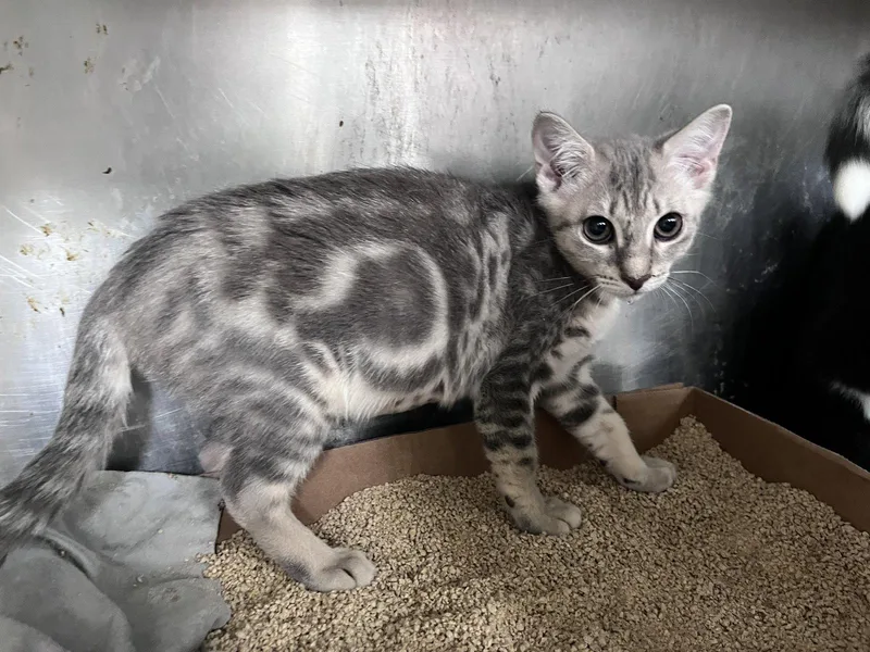 A young medium-sized female Domestic Short Hair cat named Sarah for adoption in Carrollton, GA