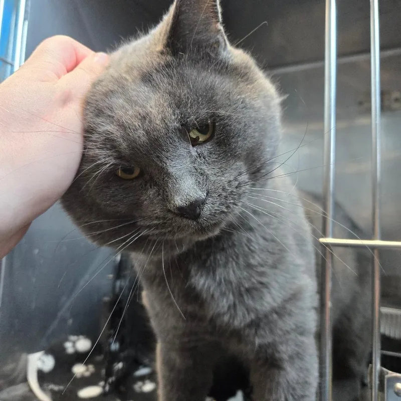 An adult large-sized male Gray / Blue / Silver Domestic Short Hair cat named Broomstick for adoption in Dearborn, MI
