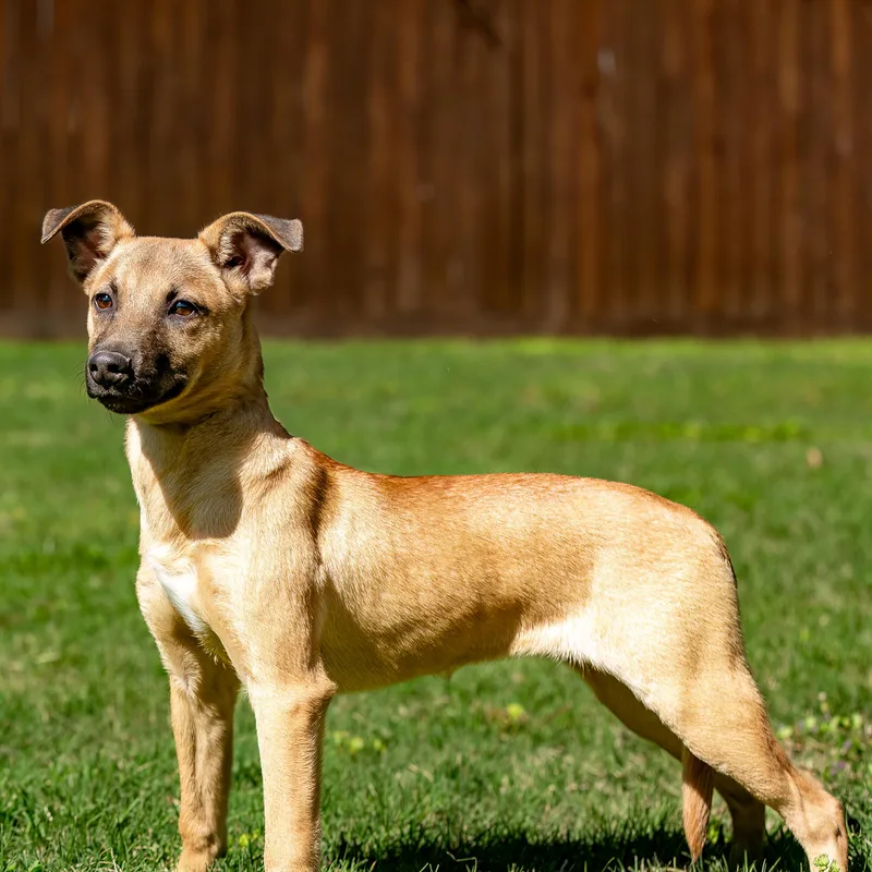 A young medium-sized female Labrador Retriever dog named Kylma for adoption in Tomball, TX