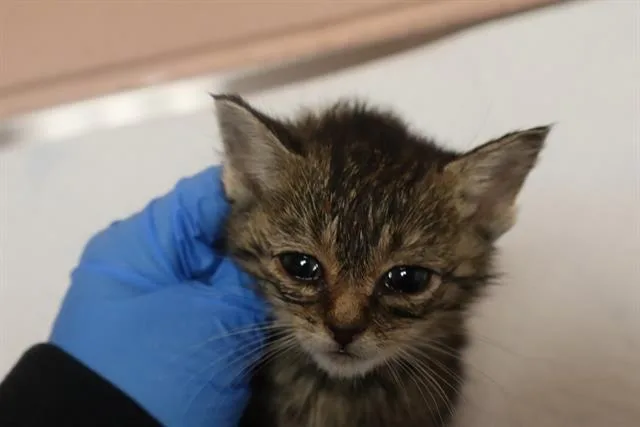 A baby small-sized female Domestic Short Hair cat named Bixby for adoption in Columbia, SC