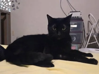 Shadow  `a Priority thumbnail 2