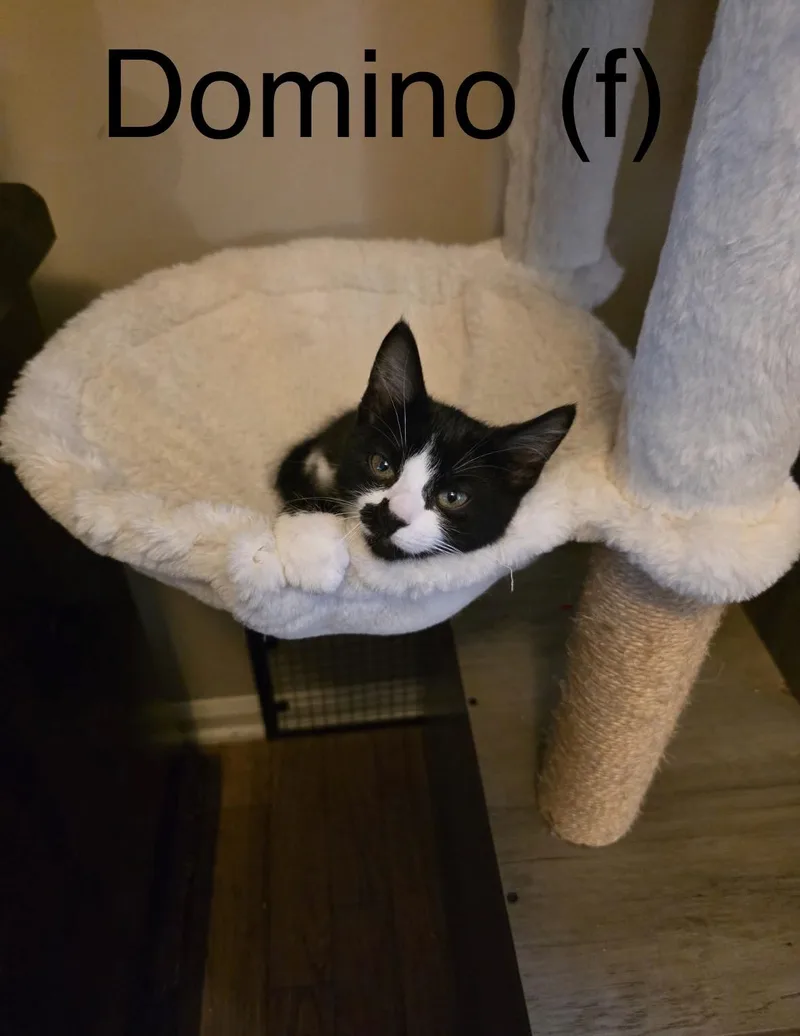 A baby small-sized female Black & White / Tuxedo Tuxedo cat named Domino for adoption in Woodlawn, TN