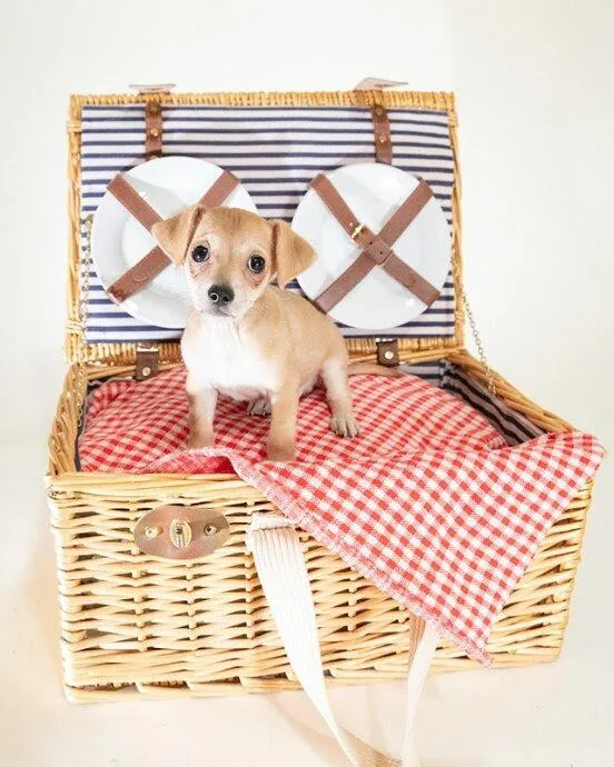 A baby small-sized male Apricot / Beige Chihuahua dog named Ronnie for adoption in Coachella, CA
