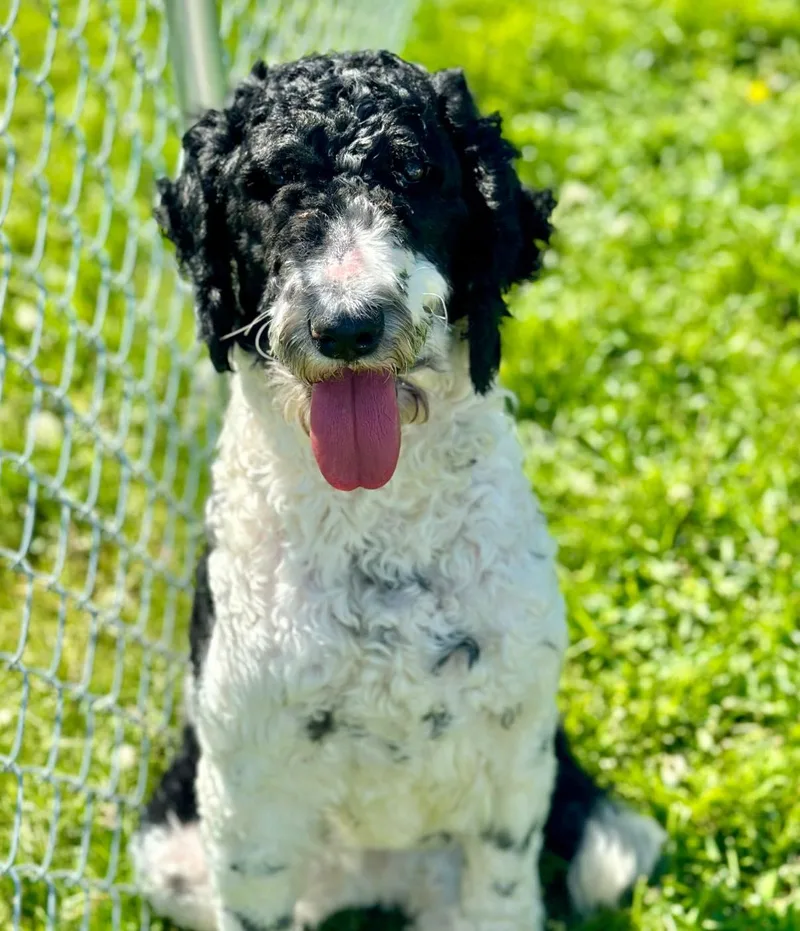 A young medium-sized female Black Mixed Breed dog named Mae for adoption in Warren, OH