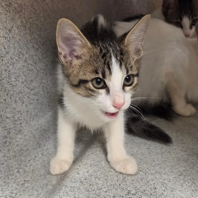 A baby small-sized male White Domestic Short Hair cat named Dino for adoption in Chattanooga, TN