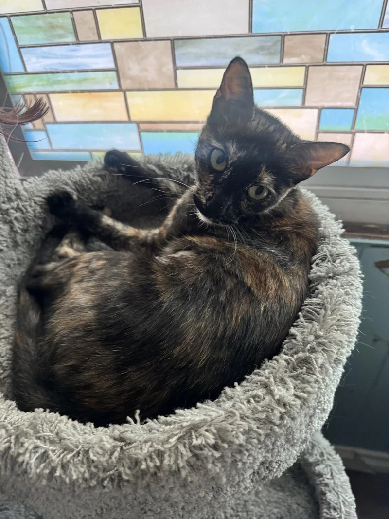 A young medium-sized female Tortoiseshell cat named Tootsie for adoption in Los Alamitos, CA